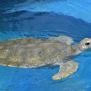 Green turtle or Olive ridley turtle?