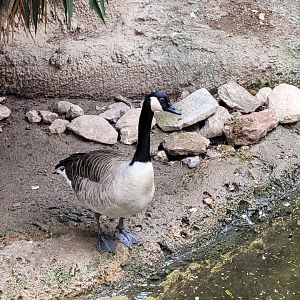 Canada goose -TerraNatura Benidorm (2022)