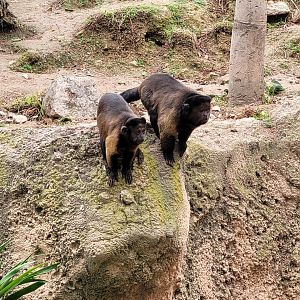 Guianan brown capuchin -TerraNatura Benidorm (2022)
