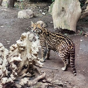 Ocelot -TerraNatura Benidorm (2022)