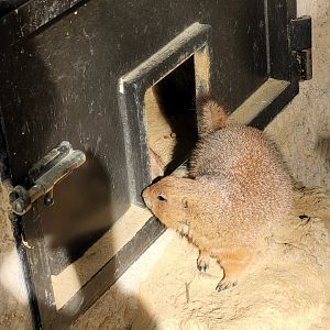 Black-tailed prairie dog -TerraNatura Benidorm (2022)