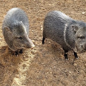 Collared peccary -TerraNatura Benidorm (2022)
