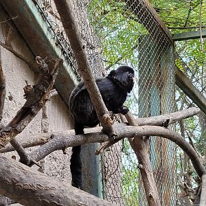 Goeldi's marmoset -TerraNatura Benidorm (2022)