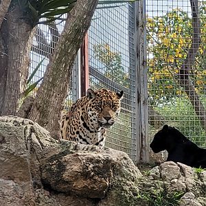 Jaguar -TerraNatura Benidorm (2022)