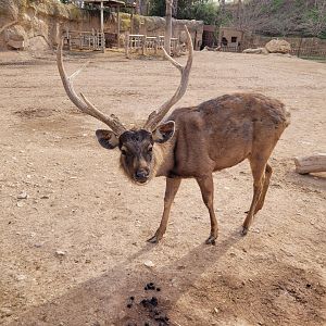 Sambar -TerraNatura Benidorm (2022)