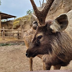 Sambar -TerraNatura Benidorm (2022)