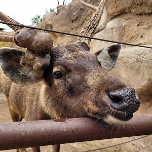 Sambar -TerraNatura Benidorm (2022)