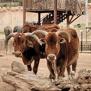 Dwarf zebu -TerraNatura Benidorm (2022)