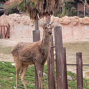 Barashinga -TerraNatura Benidorm (2022)