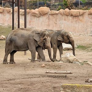 Asian elephant -TerraNatura Benidorm (2022)