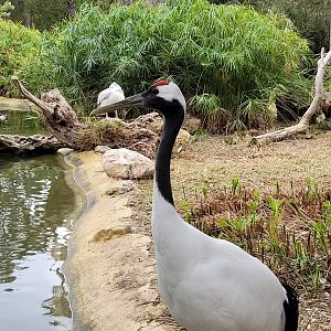 Red-crowned crane -TerraNatura Benidorm (2022)