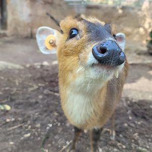 Reeve's muntjac -TerraNatura Benidorm (2022)