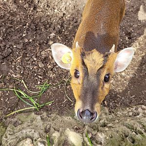 Reeve's muntjac -TerraNatura Benidorm (2022)