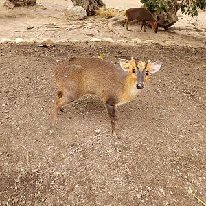 Reeve's muntjac -TerraNatura Benidorm (2022)