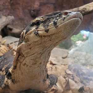 Asian water monitor -TerraNatura Benidorm (2022)