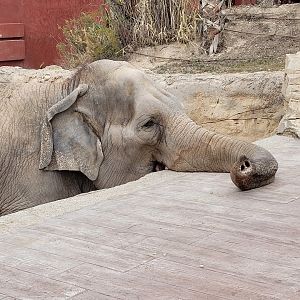 Asian elephant -TerraNatura Benidorm (2022)
