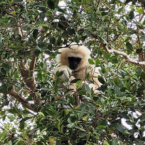 White-handed gibbon -TerraNatura Benidorm (2022)