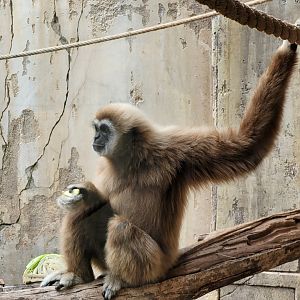 White-handed gibbon -TerraNatura Benidorm (2022)