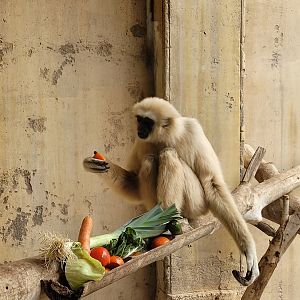 White-handed gibbon -TerraNatura Benidorm (2022)
