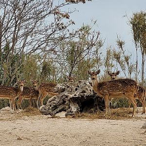 Axis -TerraNatura Benidorm (2022)