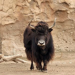 Domestic yak -TerraNatura Benidorm (2022)