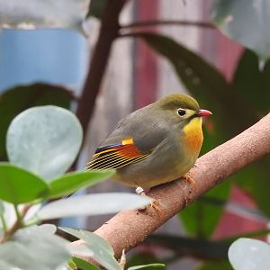 Red-Billed Leiothrix (Leiothrix lutea)