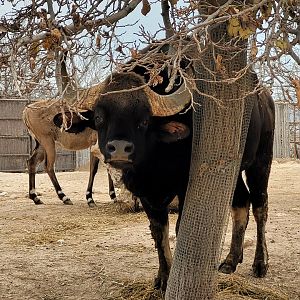Indian gaur and Nilgai -TerraNatura Benidorm (2022)