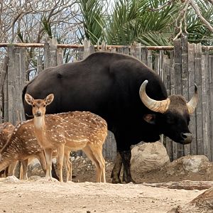 Indian gaur and Axis -TerraNatura Benidorm (2022)