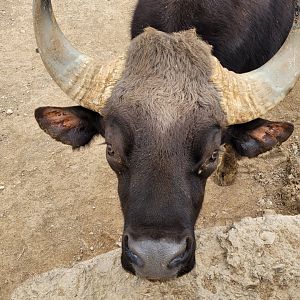 Indian gaur -TerraNatura Benidorm (2022)