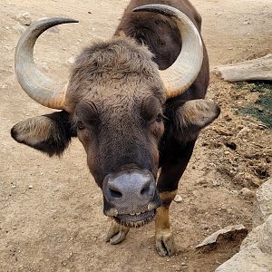 Indian gaur -TerraNatura Benidorm (2022)