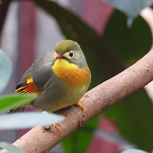 Red-Billed Leiothrix (Leiothrix lutea)
