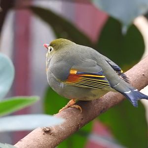 Red-Billed Leiothrix (Leiothrix lutea)