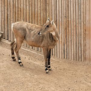Nilgai -TerraNatura Benidorm (2022)