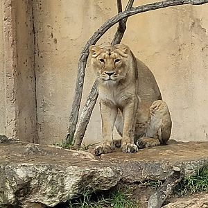 Asiatic lion -TerraNatura Benidorm (2022)