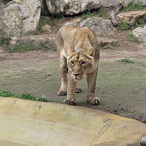 Asiatic lion -TerraNatura Benidorm (2022)
