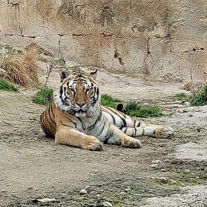 Tiger -TerraNatura Benidorm (2022)