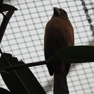 Female Ultramarine Grosbeak (Cyanoloxia brissonii)
