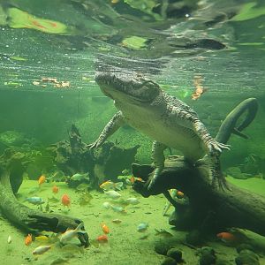 Siamese crocodile and Goldfish -TerraNatura Benidorm (2022)