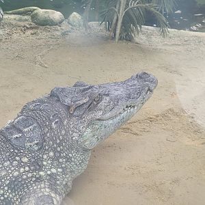 Siamese crocodile -TerraNatura Benidorm (2022)