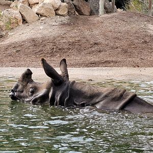 Indian rhinoceros -TerraNatura Benidorm (2022)