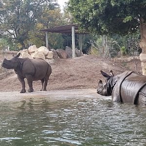 Indian rhinoceros -TerraNatura Benidorm (2022)