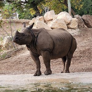 Indian rhinoceros -TerraNatura Benidorm (2022)