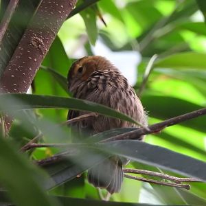 Female Southern Red Bishop (Euplectes orix)?