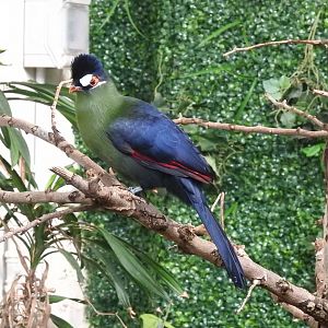 Hartlaub's Turaco (Tauraco hartlaubi)