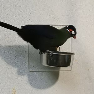 Hartlaub's Turaco (Tauraco hartlaubi)