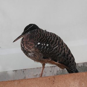 Sunbittern (Eurypyga helias)