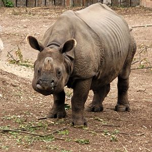 Indian rhinoceros -TerraNatura Benidorm (2022)