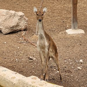 Barashinga -TerraNatura Benidorm (2022)