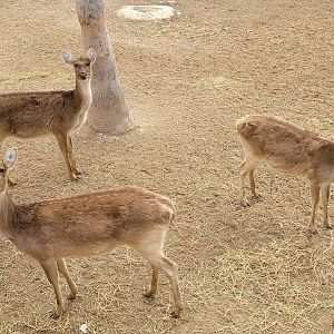 Barashinga -TerraNatura Benidorm (2022)