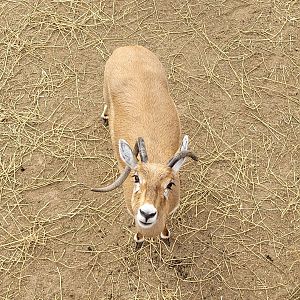 Blackbuck -TerraNatura Benidorm (2022)